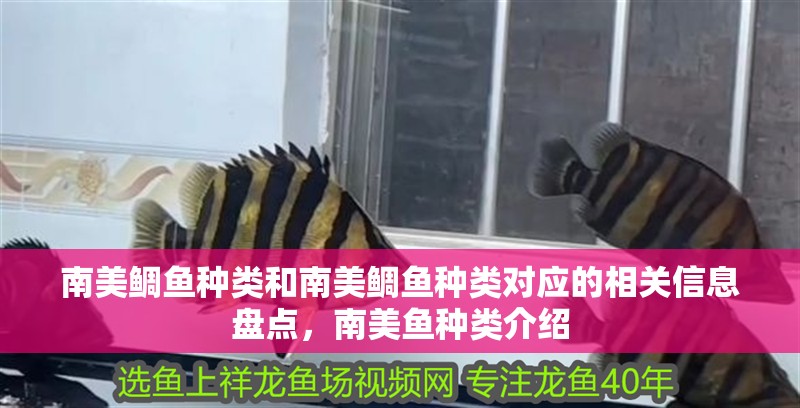 南美鯛魚種類和南美鯛魚種類對應的相關信息盤點，南美魚種類介紹