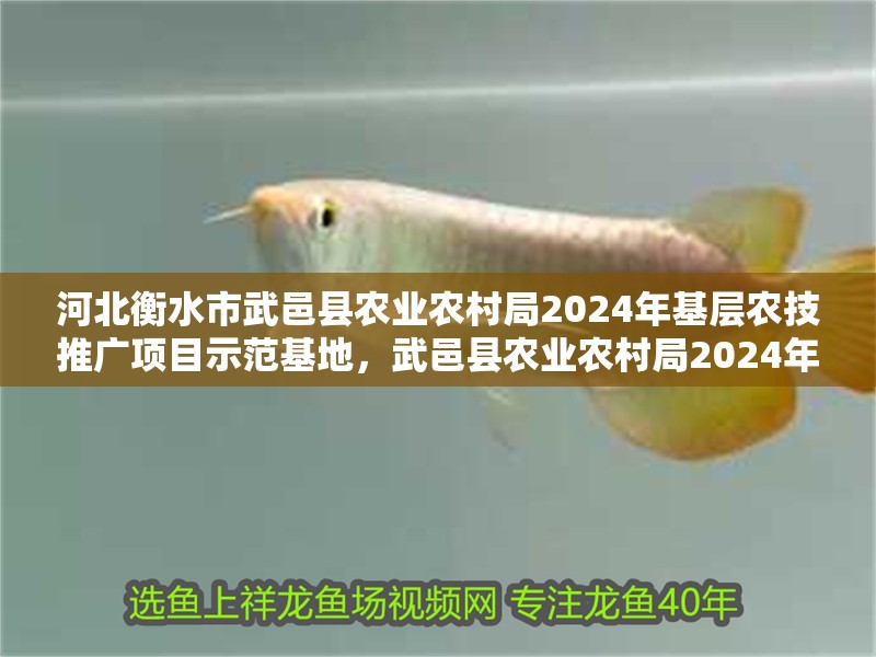 河北衡水市武邑縣農(nóng)業(yè)農(nóng)村局2024年基層農(nóng)技推廣項(xiàng)目示范基地，武邑縣農(nóng)業(yè)農(nóng)村局2024年基層農(nóng)技推廣項(xiàng)目科技示范主體名單