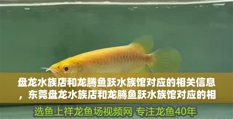 盤龍水族店和龍騰魚躍水族館對應的相關信息，東莞盤龍水族店和龍騰魚躍水族館對應的相關信息