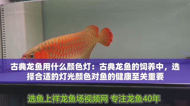 古典龍魚用什么顏色燈：古典龍魚的飼養中，選擇合適的燈光顏色對魚的健康至關重要
