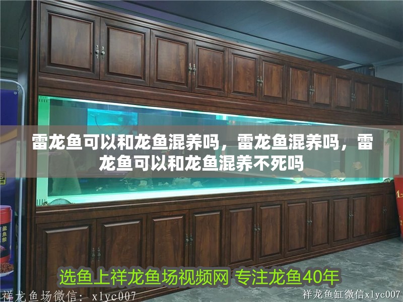 雷龍魚可以和龍魚混養(yǎng)嗎，雷龍魚混養(yǎng)嗎，雷龍魚可以和龍魚混養(yǎng)不死嗎