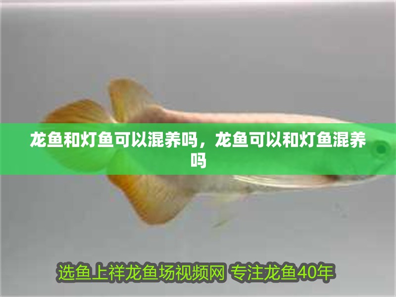 龍魚和燈魚可以混養(yǎng)嗎，龍魚可以和燈魚混養(yǎng)嗎