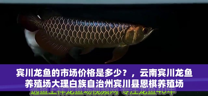 賓川龍魚的市場價格是多少？，云南賓川龍魚養殖場大理白族自治州賓川縣恩棋養殖場