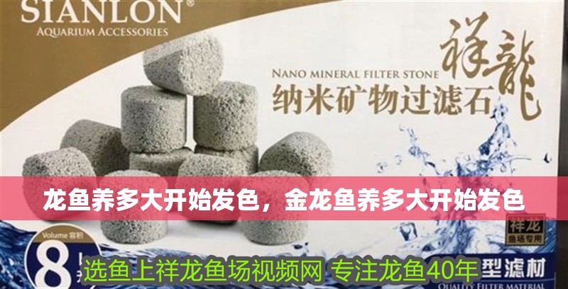 龍魚養多大開始發色，金龍魚養多大開始發色