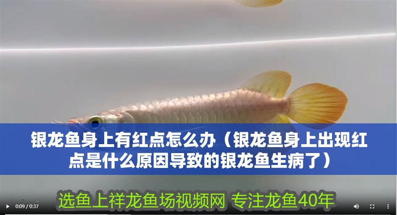 銀龍魚身上有紅點怎么辦（銀龍魚身上出現紅點是什么原因導致的銀龍魚生病了）