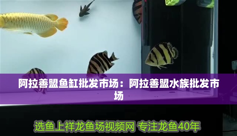 阿拉善盟魚缸批發市場：阿拉善盟水族批發市場