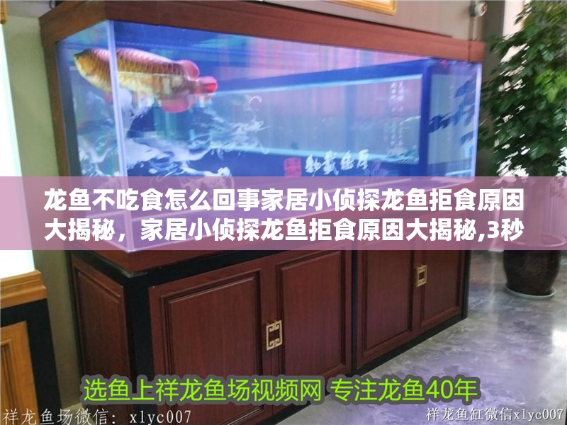 龍魚不吃食怎么回事家居小偵探龍魚拒食原因大揭秘，家居小偵探龍魚拒食原因大揭秘,3秒診斷表教你自救倉鼠小助手