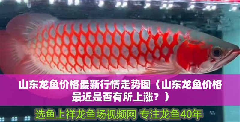 山東龍魚價格最新行情走勢圖（山東龍魚價格最近是否有所上漲？）