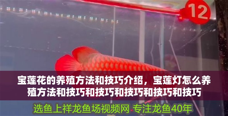 寶蓮花的養殖方法和技巧介紹，寶蓮燈怎么養殖方法和技巧和技巧和技巧和技巧和技巧