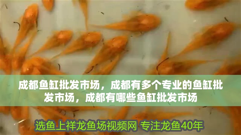 成都魚缸批發市場，成都有多個專業的魚缸批發市場，成都有哪些魚缸批發市場