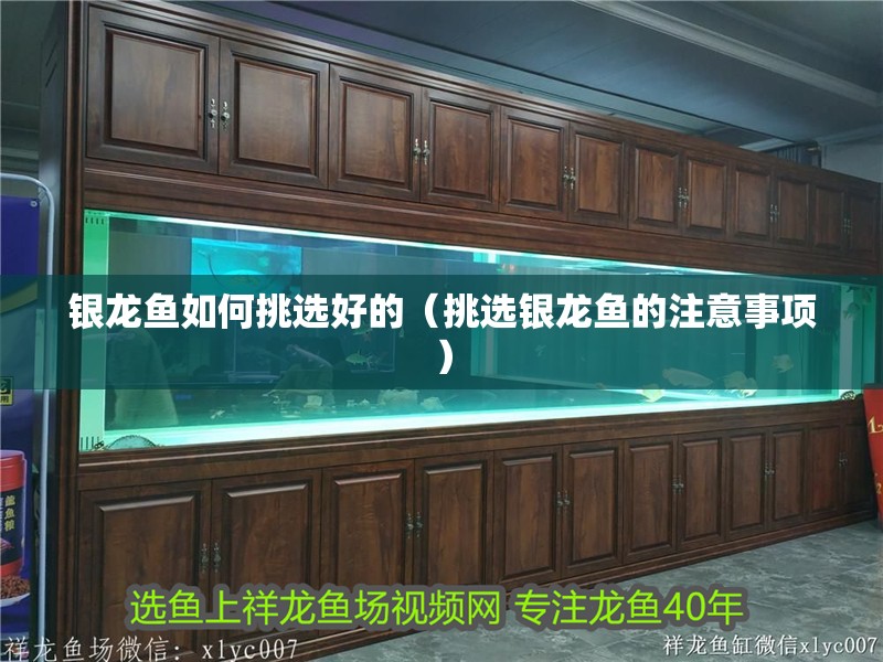 銀龍魚如何挑選好的（挑選銀龍魚的注意事項(xiàng)）