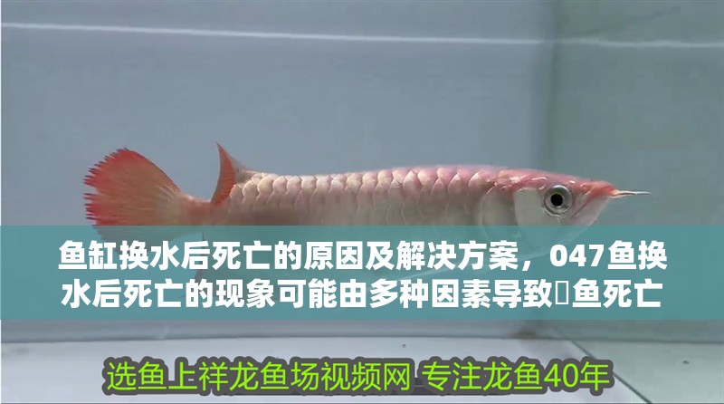 魚缸換水后死亡的原因及解決方案，047魚換水后死亡的現象可能由多種因素導致魟魚死亡
