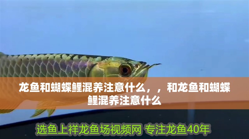 龍魚和蝴蝶鯉混養(yǎng)注意什么，，和龍魚和蝴蝶鯉混養(yǎng)注意什么