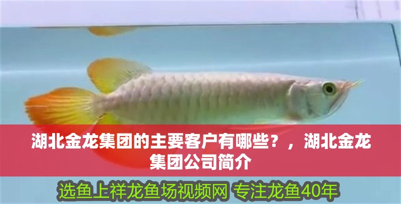 湖北金龍集團的主要客戶有哪些？，湖北金龍集團公司簡介