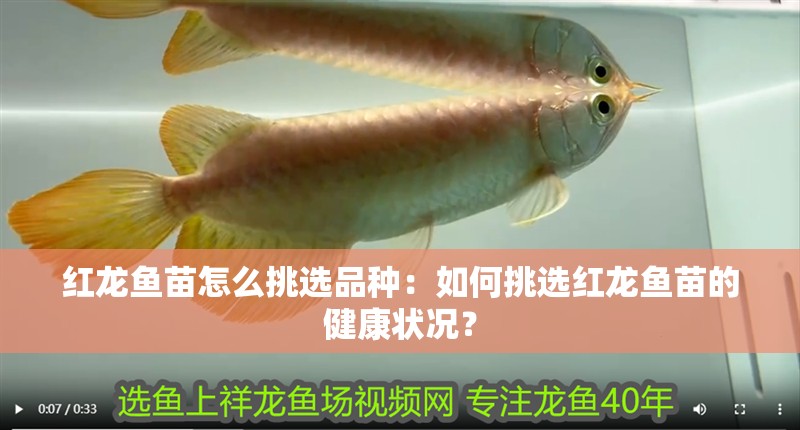 紅龍魚苗怎么挑選品種：如何挑選紅龍魚苗的健康狀況？