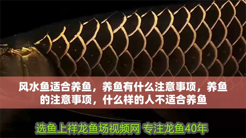 風水魚適合養魚，養魚有什么注意事項，養魚的注意事項，什么樣的人不適合養魚