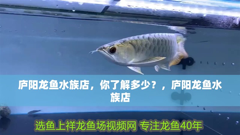 廬陽(yáng)龍魚水族店，你了解多少？，廬陽(yáng)龍魚水族店