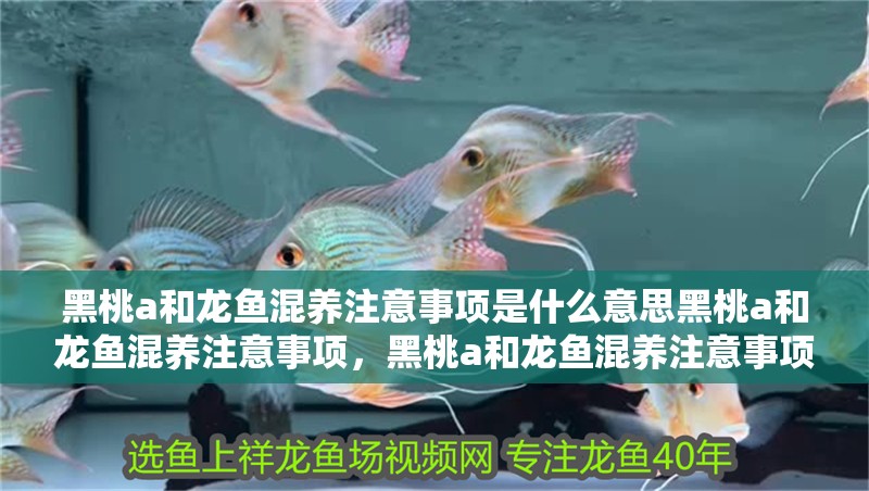 黑桃a和龍魚混養(yǎng)注意事項是什么意思黑桃a和龍魚混養(yǎng)注意事項，黑桃a和龍魚混養(yǎng)注意事項