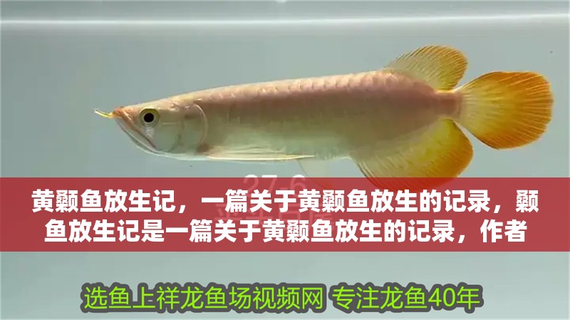 黃顙魚放生記，一篇關于黃顙魚放生的記錄，顙魚放生記是一篇關于黃顙魚放生的記錄，作者描述了自然和諧共處的方式