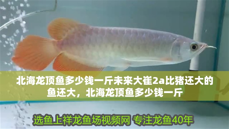 北海龍頂魚多少錢一斤未來大崔2a比豬還大的魚還大，北海龍頂魚多少錢一斤