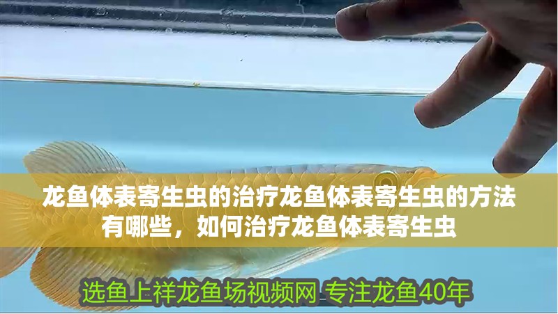 龍魚體表寄生蟲的治療龍魚體表寄生蟲的方法有哪些，如何治療龍魚體表寄生蟲