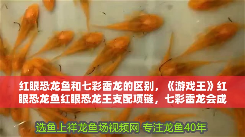 紅眼恐龍魚和七彩雷龍的區(qū)別，《游戲王》紅眼恐龍魚紅眼恐龍王支配項鏈，七彩雷龍會成為試料魚
