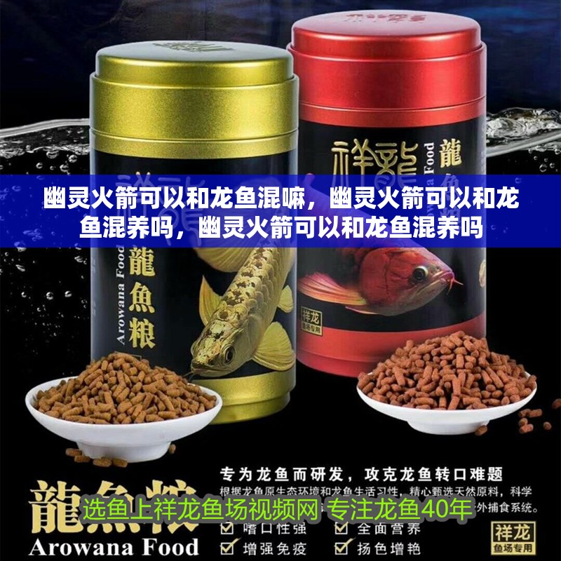 幽靈火箭可以和龍魚混嘛，幽靈火箭可以和龍魚混養嗎，幽靈火箭可以和龍魚混養嗎