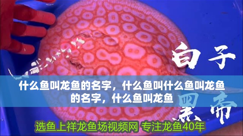 什么魚叫龍魚的名字，什么魚叫什么魚叫龍魚的名字，什么魚叫龍魚