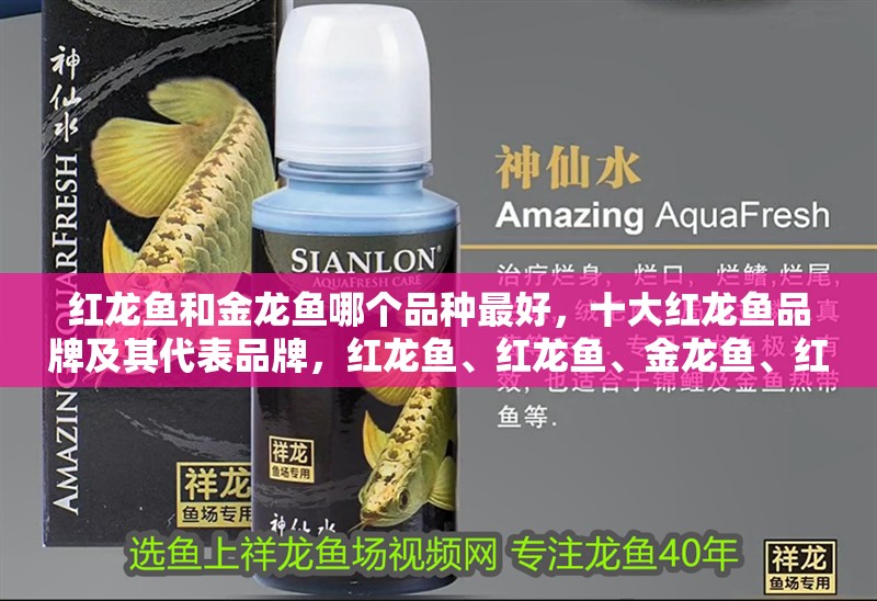 紅龍魚和金龍魚哪個品種最好，十大紅龍魚品牌及其代表品牌，紅龍魚、紅龍魚、金龍魚、紅龍魚、金頭紅龍魚、紅龍魚、紅龍魚
