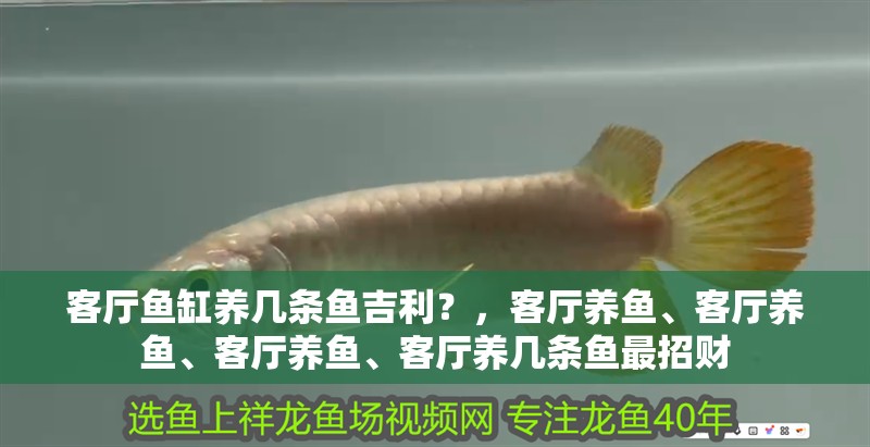 客廳魚缸養幾條魚吉利？，客廳養魚、客廳養魚、客廳養魚、客廳養幾條魚最招財