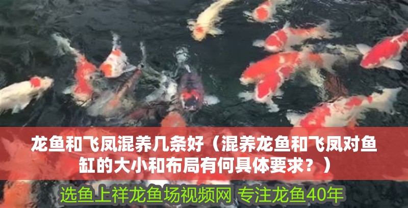 龍魚和飛鳳混養幾條好（混養龍魚和飛鳳對魚缸的大小和布局有何具體要求？）