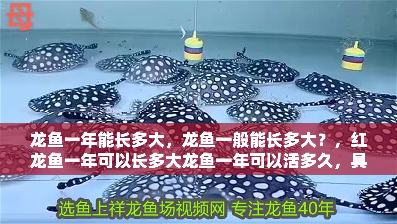龍魚一年能長多大，龍魚一般能長多大？，紅龍魚一年可以長多大龍魚一年可以活多久，具體飼養方式
