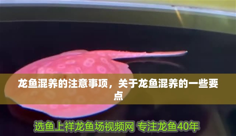 龍魚混養的注意事項，關于龍魚混養的一些要點