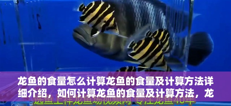 龍魚的食量怎么計算龍魚的食量及計算方法詳細介紹，如何計算龍魚的食量及計算方法，龍魚的食量及計算方法