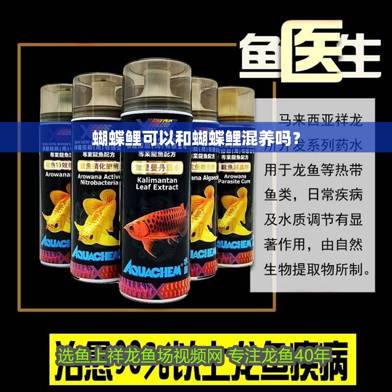 蝴蝶鯉可以和蝴蝶鯉混養(yǎng)嗎？