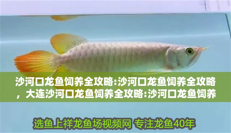 沙河口龍魚飼養全攻略:沙河口龍魚飼養全攻略,大連沙河口龍魚飼養全攻略:沙河口龍魚飼養全攻略 觀賞魚百科 第5張 沙河口龍魚飼養全攻略:沙河口龍魚飼養全攻略,大連沙河口龍魚飼養全攻略:沙河口龍魚飼養全攻略 沙河口龍魚飼養全攻略:沙河口龍魚飼養全攻略,大連沙河口龍魚飼養全攻略:沙河口龍魚飼養全攻略 觀賞魚百科 第5張