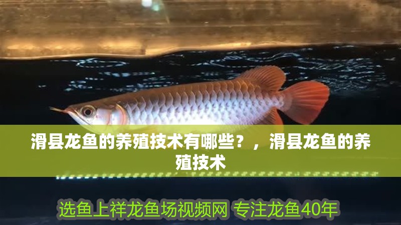 滑縣龍魚的養(yǎng)殖技術(shù)有哪些？，滑縣龍魚的養(yǎng)殖技術(shù)