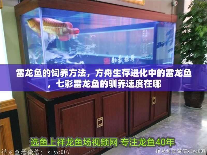 雷龍魚的飼養方法，方舟生存進化中的雷龍魚，七彩雷龍魚的馴養速度在哪