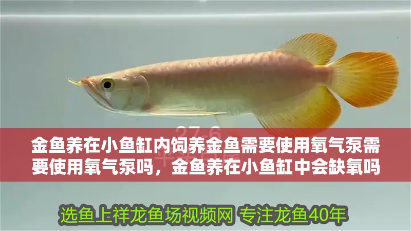金魚(yú)養(yǎng)在小魚(yú)缸內(nèi)飼養(yǎng)金魚(yú)需要使用氧氣泵需要使用氧氣泵嗎，金魚(yú)養(yǎng)在小魚(yú)缸中會(huì)缺氧嗎