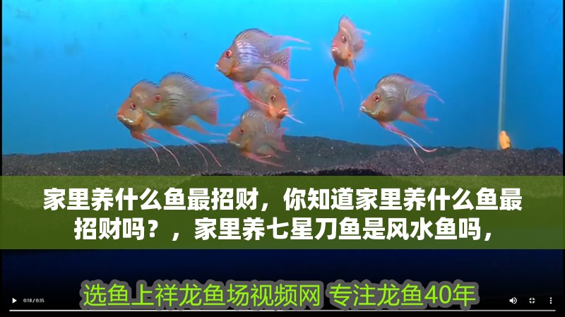 家里養什么魚最招財，你知道家里養什么魚最招財嗎？，家里養七星刀魚是風水魚嗎，