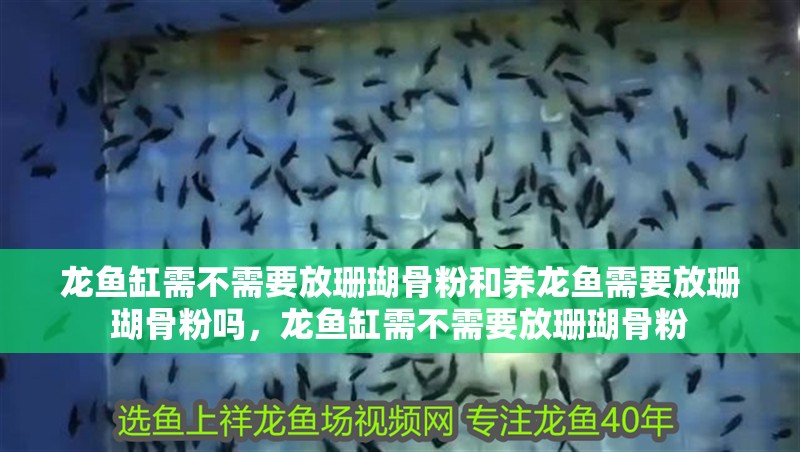 龍魚缸需不需要放珊瑚骨粉和養(yǎng)龍魚需要放珊瑚骨粉嗎，龍魚缸需不需要放珊瑚骨粉