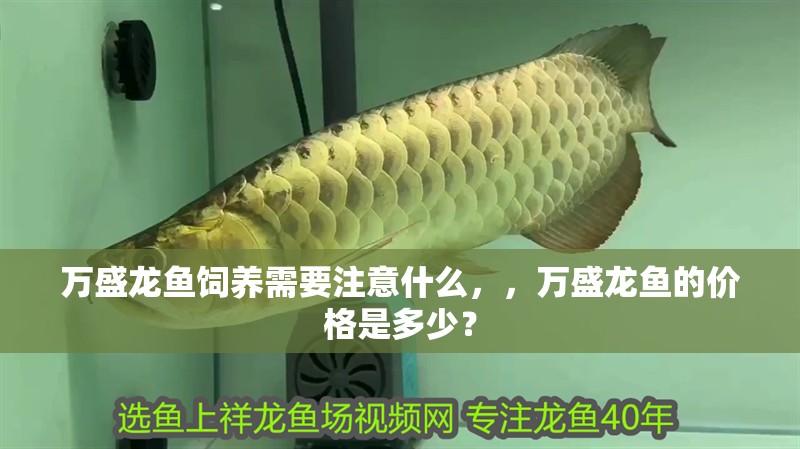 萬盛龍魚飼養需要注意什么，，萬盛龍魚的價格是多少？