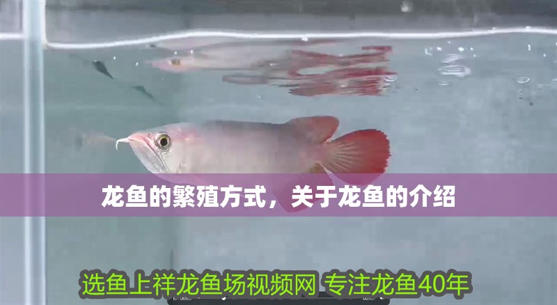 龍魚的繁殖方式，關(guān)于龍魚的介紹