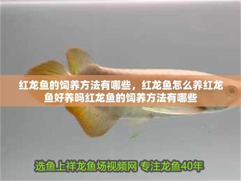 紅龍魚的飼養(yǎng)方法有哪些，紅龍魚怎么養(yǎng)紅龍魚好養(yǎng)嗎紅龍魚的飼養(yǎng)方法有哪些