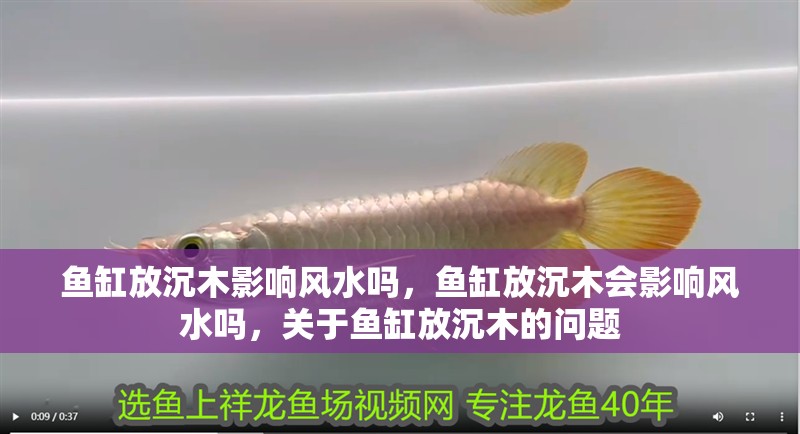 魚缸放沉木影響風水嗎，魚缸放沉木會影響風水嗎，關于魚缸放沉木的問題