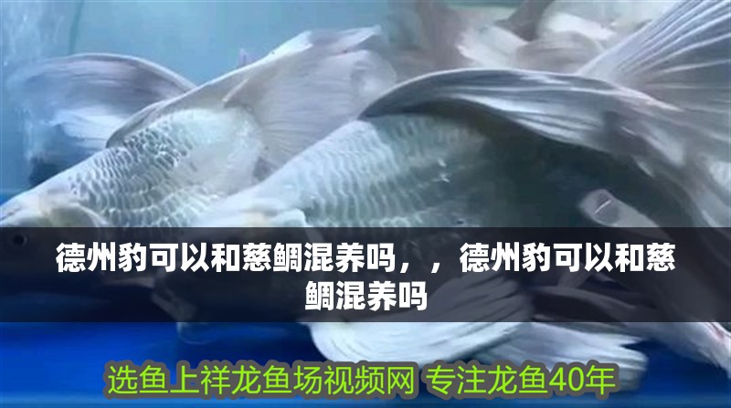 詳細(xì)閱讀:<strong><mark>德州</mark></strong>豹可以和慈鯛混養(yǎng)嗎,,<strong><mark>德州</mark></strong>豹可以和慈鯛混養(yǎng)嗎 <strong><mark>德州</mark></strong>豹可以和慈鯛混養(yǎng)嗎,,<strong><mark>德州</mark></strong>豹可以和慈鯛混養(yǎng)嗎