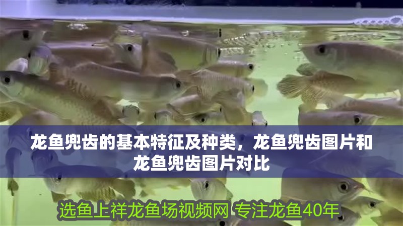 龍魚兜齒的基本特征及種類，龍魚兜齒圖片和龍魚兜齒圖片對(duì)比