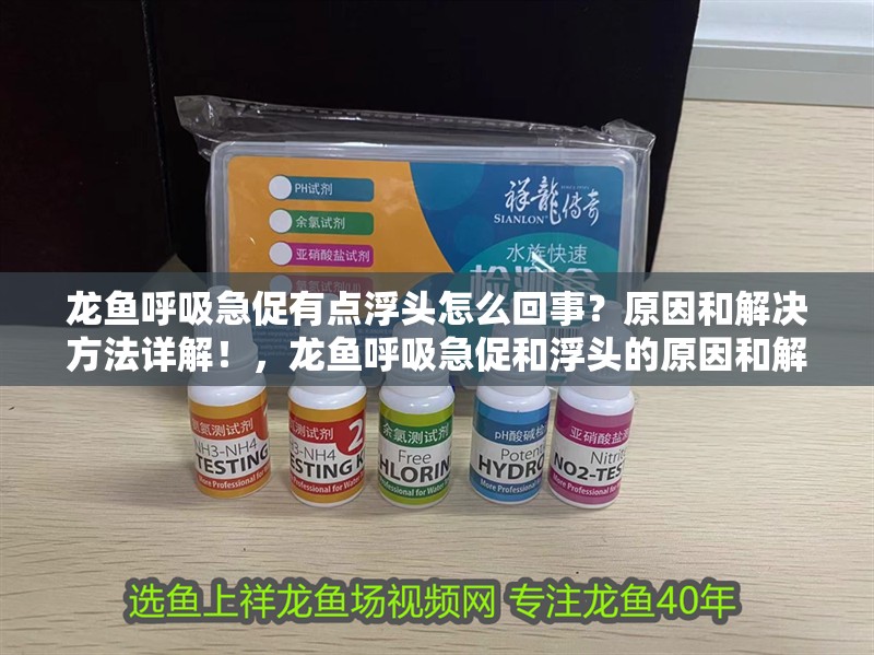 龍魚呼吸急促有點浮頭怎么回事?原因和解決方法詳解!,龍魚呼吸急促和浮頭的原因和解決方法和解決方法詳解 觀賞魚百科 第2張 龍魚呼吸急促有點浮頭怎么回事?原因和解決方法詳解!,龍魚呼吸急促和浮頭的原因和解決方法和解決方法詳解 龍魚呼吸急促有點浮頭怎么回事?原因和解決方法詳解!,龍魚呼吸急促和浮頭的原因和解決方法和解決方法詳解 觀賞魚百科 第2張