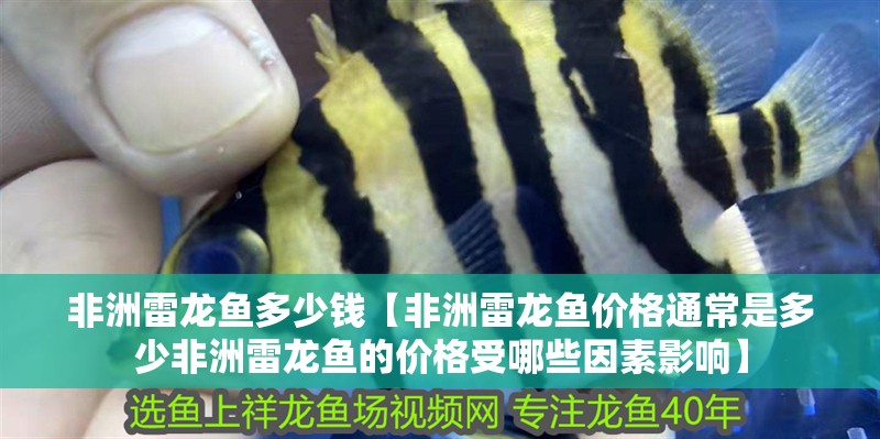 非洲雷龍魚多少錢【非洲雷龍魚價格通常是多少非洲雷龍魚的價格受哪些因素影響】