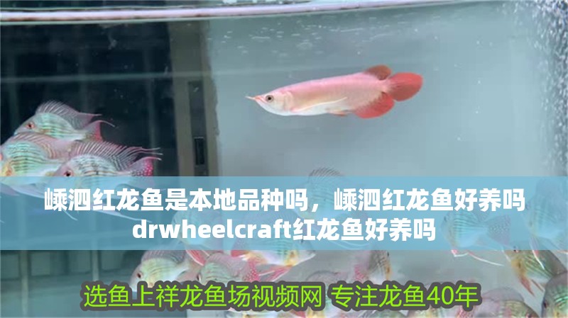 嵊泗紅龍魚是本地品種嗎，嵊泗紅龍魚好養嗎drwheelcraft紅龍魚好養嗎
